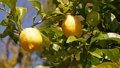 Macri tratará con Trump la polémica de la venta de limones argentinos en Estados Unidos