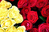 Los floristas prevén vender seis millones de rosas en Sant Jordi