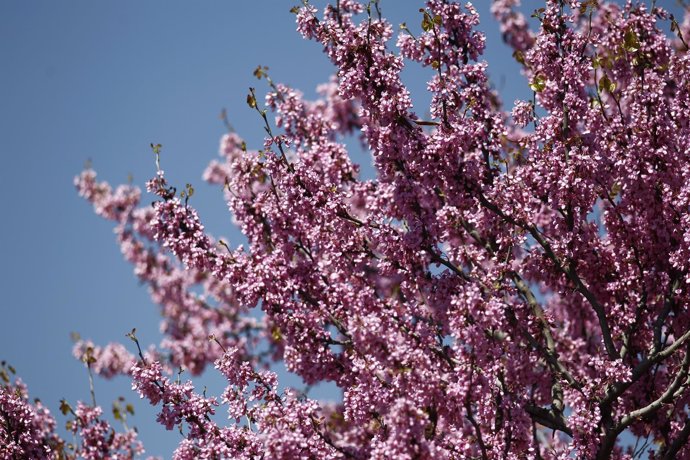 Buen tiempo, clima, altas temperaturas, temperatura, primavera, primaveral