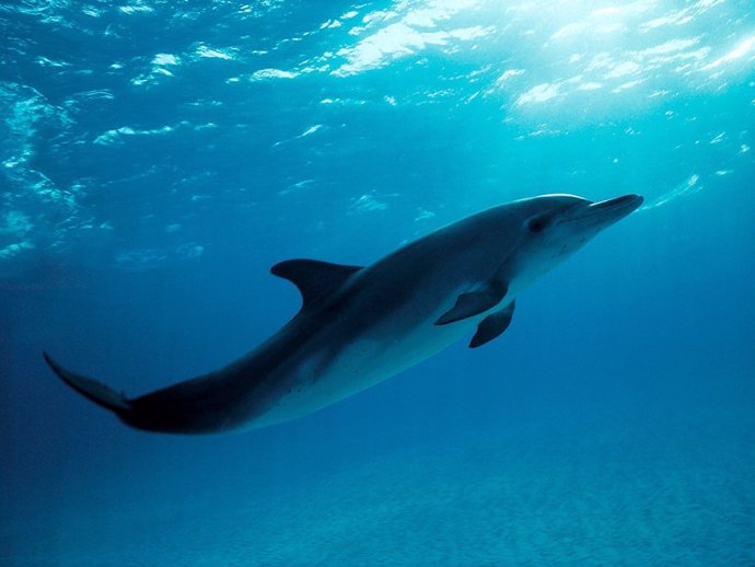 Delfín atlántico moteado