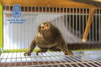 Detenidos los 7 miembros de un grupo que robaba en casas accediendo por escalo y desbloqueando las cerraduras