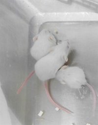 Investigadores de la UCLM demuestran cómo un gen viral bloquea la formación de tumores en vivo