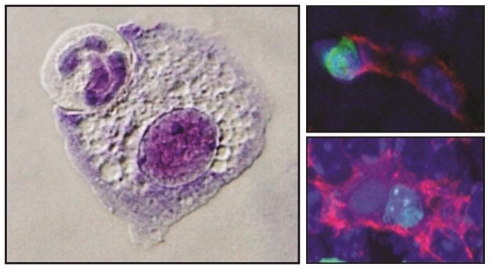 Fagocitosis celular