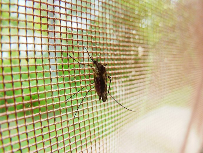 Mosquits contra la malària