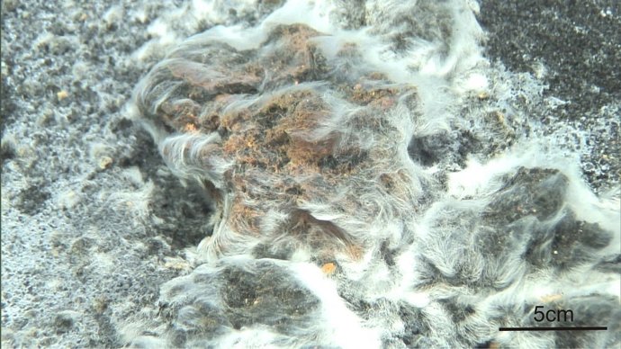 Descoberta una nou espècie bacteriana després de l'erupció del volcà Tagoro
