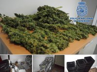Cinco detenidos en Hellín al desmantelar una plantación de marihuana lista para la venta