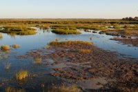 Podemos pide aumentar los controles y la vigilancia para revertir la situación en el Parque Natural de s'Albufera