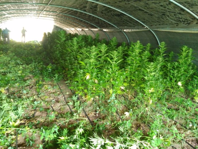 Plantas de marihuana localizadas en el invernadero