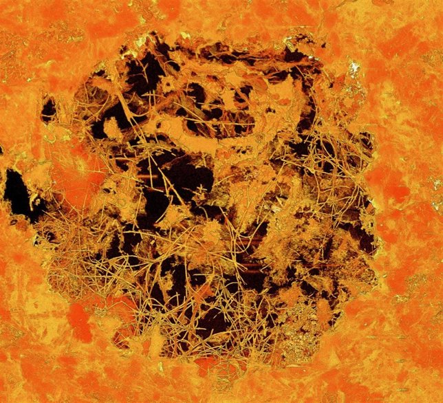 Aspecto de los microfósiles identificados como formas de vida parecidos a hongos