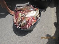 La Policía Local de Teguise (Lanzarote) se incauta de 50 kilos de pescado capturado ilegalmente