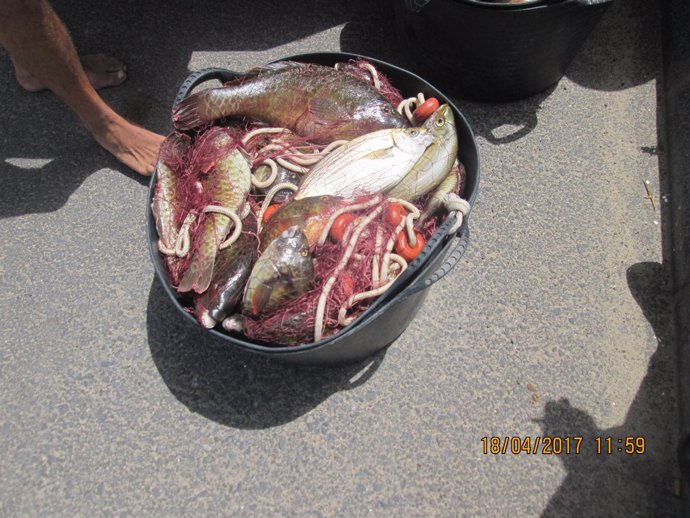 Pescado capturado ilegalmente
