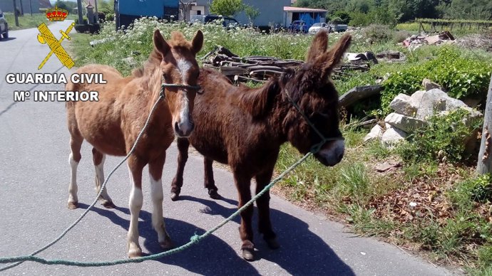 Burro y potro sustraídos en Padrón y Rianxo