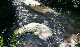 Identificadas las personas que arrojaron cadáveres de ovejas en río Trabe