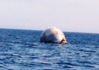 Aparece una ballena muerta en la costa de Tossa de Mar (Girona)