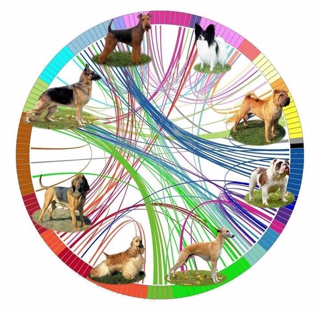 Diagrama que representa el análisis genético de razas de perro