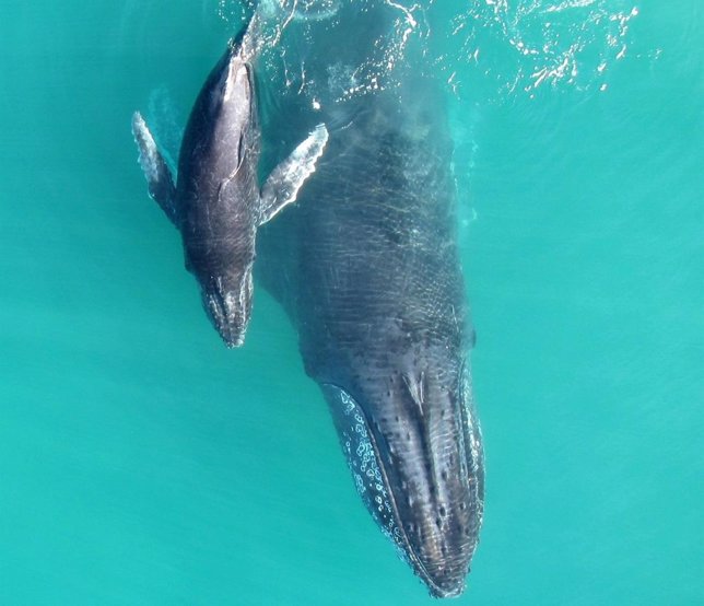 Madre y bebé de ballena jorobada