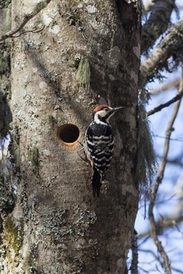 Ejemplar de pico dorsiblanco