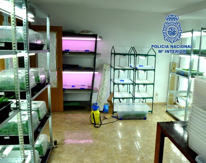 Desmantelada banda criminal especializada en el tráfico de drogas 