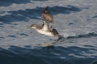 El Senado insta al Gobierno a reforzar los planes de conservación para frenar la extinción de la pardela balear