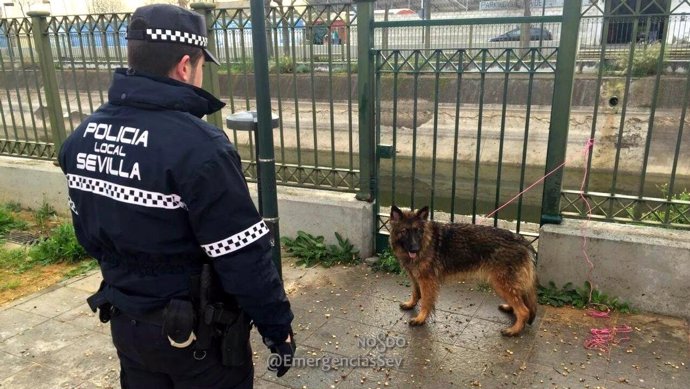 Policía Local rescata un perro