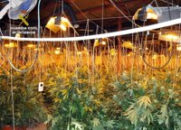Detenidos los 3 responsables de un invernadero con 72 plantas de marihuana desmantelado en una nave de Totana