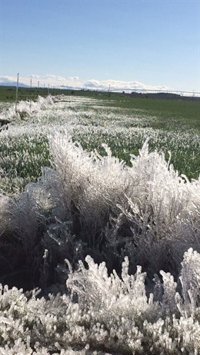 UPA-COAG califica de "catastróficas" las condiciones climatológicas con heladas "muy fuertes" tras una gran sequía