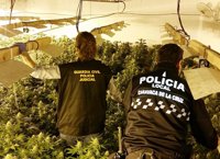 Detenido un individuo con casi 500 plantas de marihuana en un invernadero de Caravaca de la Cruz