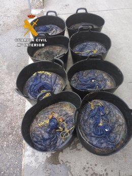 Intervenidos 150 kilos de anémonas a un mariscador en la Magdalena