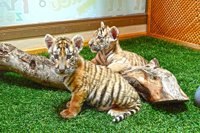 Dos tigresas de Terra Natura viajan al Cabárceno de Cantabria para crear un grupo reproductor