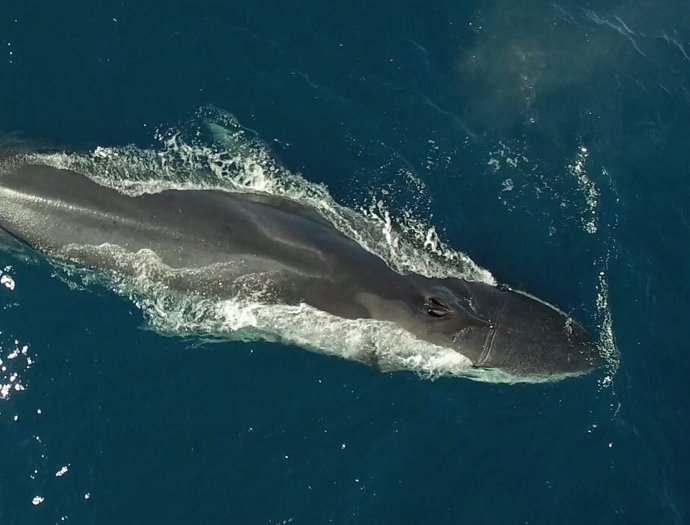 Balenes albirades en les costes catalanes