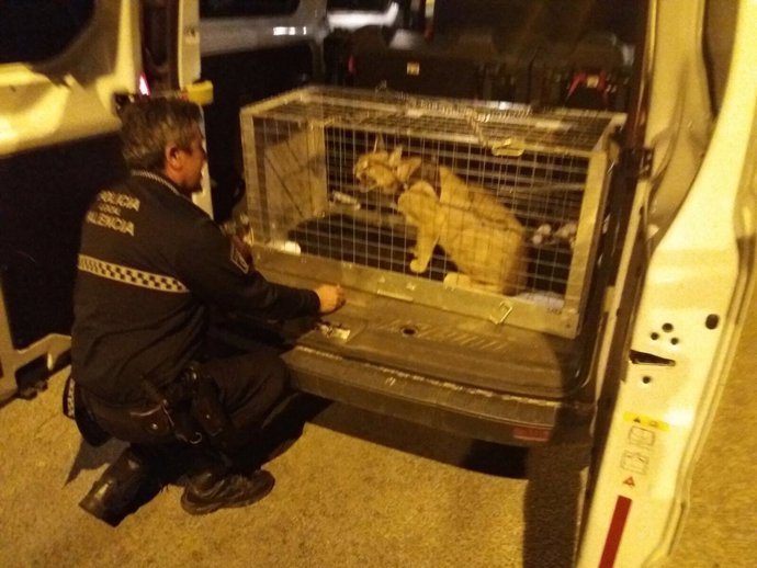 El animal ha sido entregado al centro de Primadomus en Villena (Alicante)