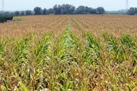 C-LM anuncia un frente común con las comunidades de regantes que garantice la rentabilidad de la agricultura