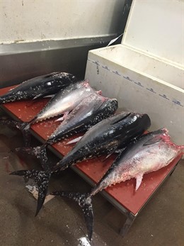 Atún rojo decomisado en Barcelona