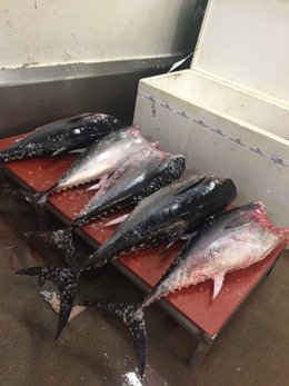 Tonyina vermella decomissada a Barcelona