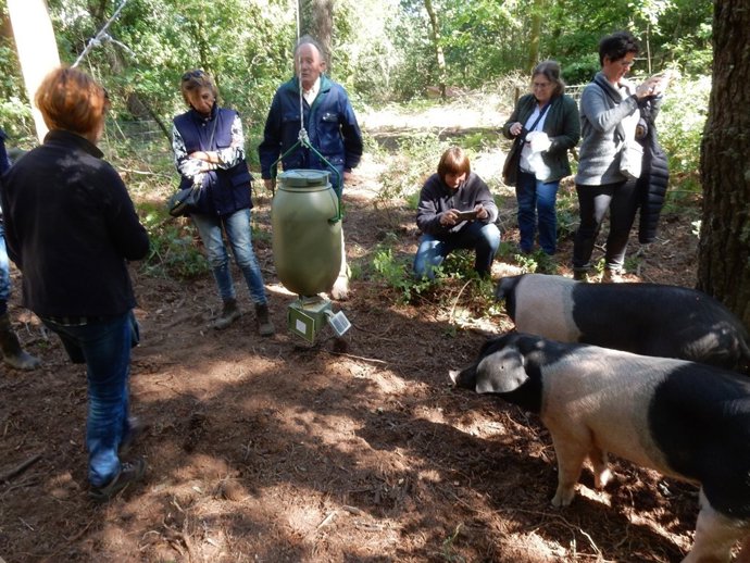 Proyecto sobre el cerdo celta