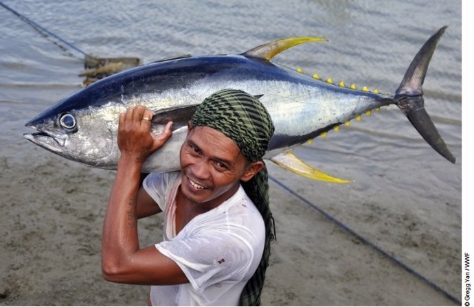 Pescador de atún de aleta amarilla en Filipinas