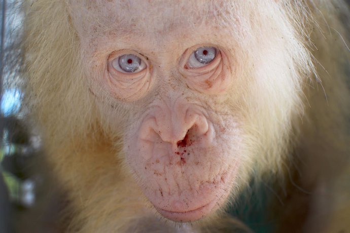 Orangután albina rescatada en Indonesia