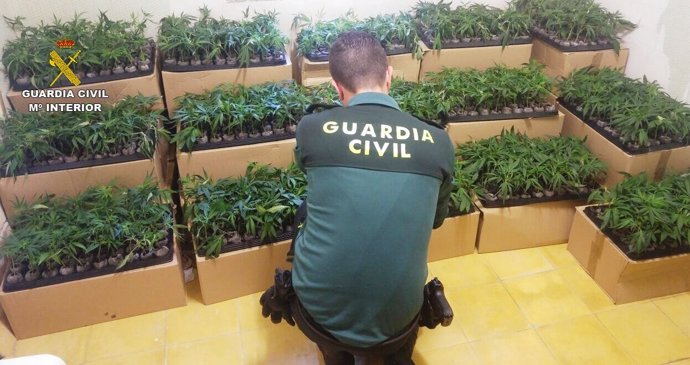 Interceptan una furgoneta con 2.160 esquejes de marihuana en Tarragona