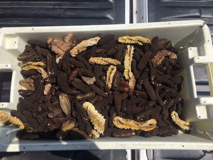 Pepinos de mar y pescado incautado