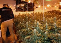 Detenidas seis personas con medio millar de plantas de marihuana y metanfetaminas en Caravaca
