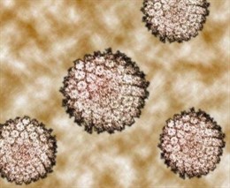 Las células cancerosas se comen a si mismas para sobrevivir