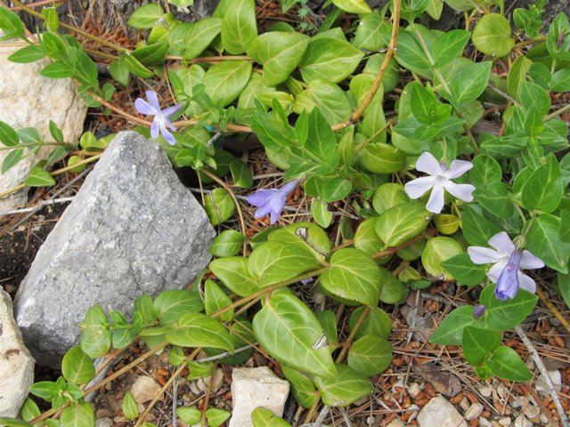 Hierba doncella, en el Jardín Botánico de Sierra María