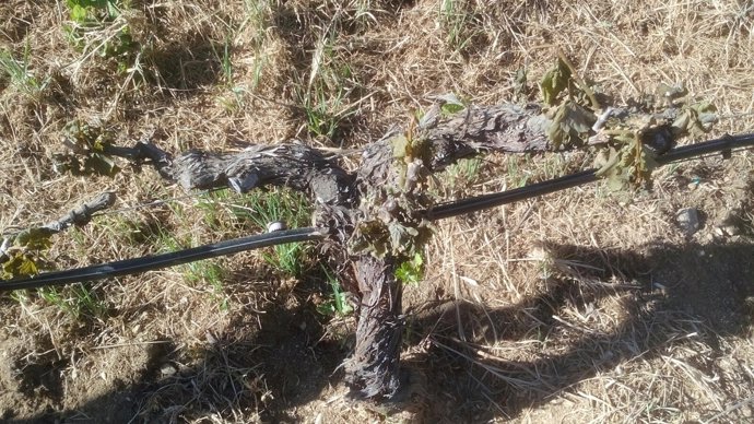 Heladas en viñedos en la provincia de Ourense