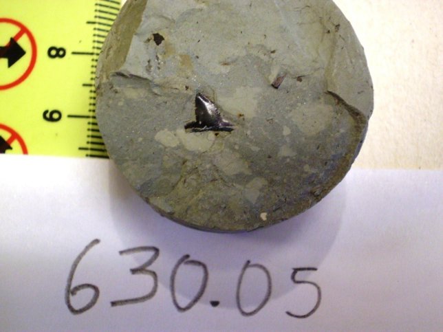     Diente De Tiburón Utilizado Para El Estudio