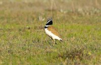 Se reducen a la mitad las poblaciones de sisón común en España durante la última década, según SEO/Birdlife