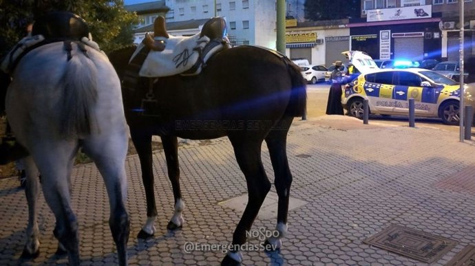 Caballos intervenidos por la Policía Local