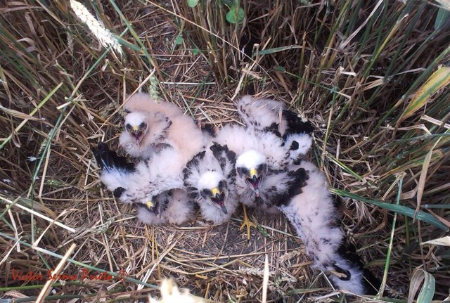 Nido de pollo de aguilucho cenizo