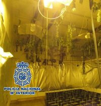 Intervienen 801 plantas de marihuana tras desmantelar cuatro cultivos en vivienda de Vélez