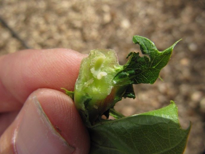 Larva de la avispilla del del castaño