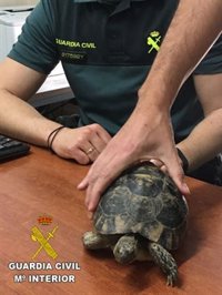 La Guardia Civil recupera una tortuga mora recogida por un vecino de Campohermoso